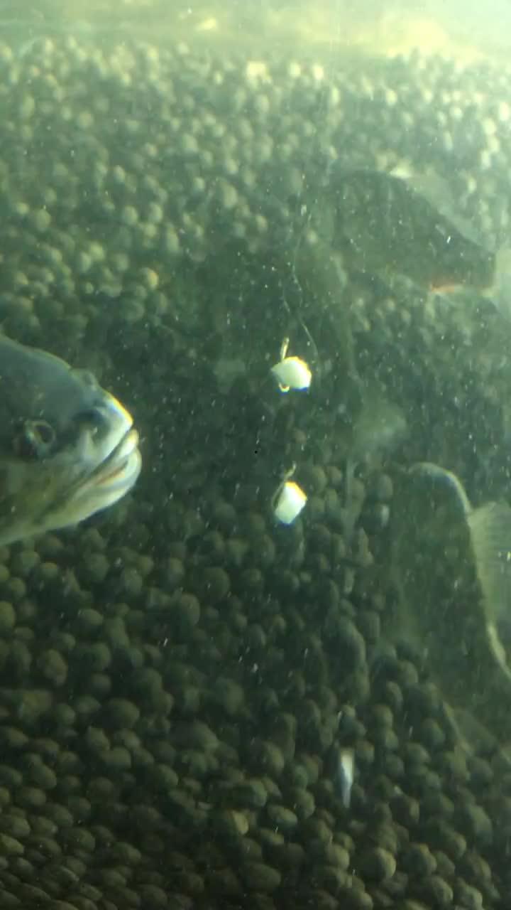 抠鱼鳃吃瓜视频大全,跟着视频大全一起尝鲜