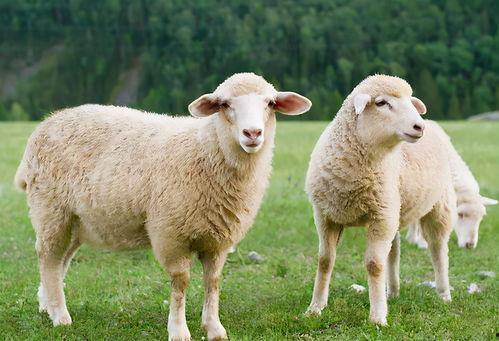 三只羊吃瓜翘嘴视频,趣味视频引网友热议