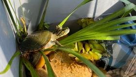 淼淼吃瓜全部视频,揭秘娱乐圈幕后故事