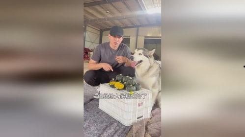 小狗吃瓜可爱搞笑视频下载,小狗吃瓜搞笑瞬间，萌态可掬引网友爆笑下载