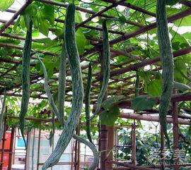 吃蛇瓜还削皮吗视频大全,削皮还是保留？视频大全揭秘