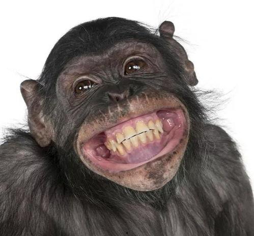 主播吃瓜猩猩是谁呀视频,网络红人的崛起之路