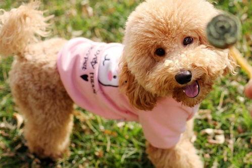 泰迪吃瓜视频音乐,音乐狂欢，带你领略夏日欢乐时光