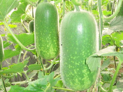 八个月吃白瓜好吗视频,八个月宝宝吃白瓜的好处与注意事项