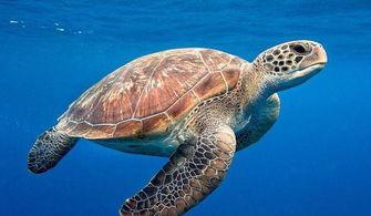 尼加拉瓜吃大海龟视频,民众捕食大海龟引发争议