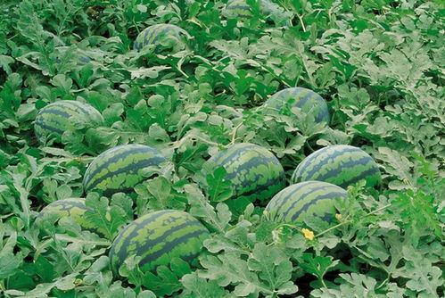 缅北吃瓜视频爆料大全,爆料大全背后的真相与内幕