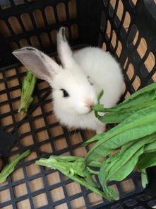 小白兔吃瓜的视频大全下载,欢乐时光尽享瓜界盛宴