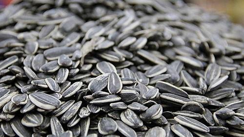 吃瓜吐瓜子特效视频