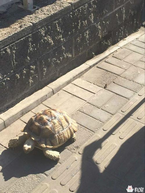 老王八吃瓜视频下载安装,轻松获取热门内容